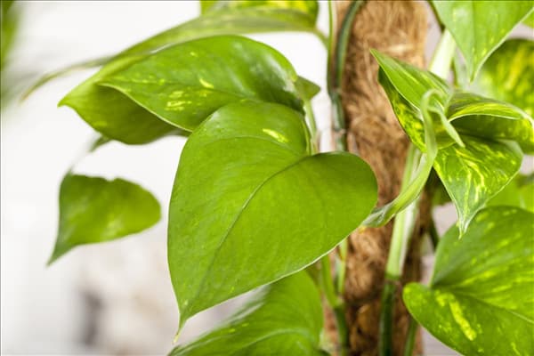 Epipremnum aureum