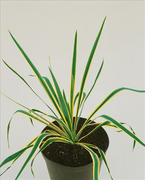 Yucca filamentosa Bright Edge