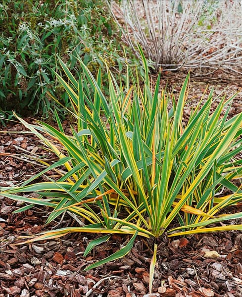 Yucca filamentosa Bright Edge