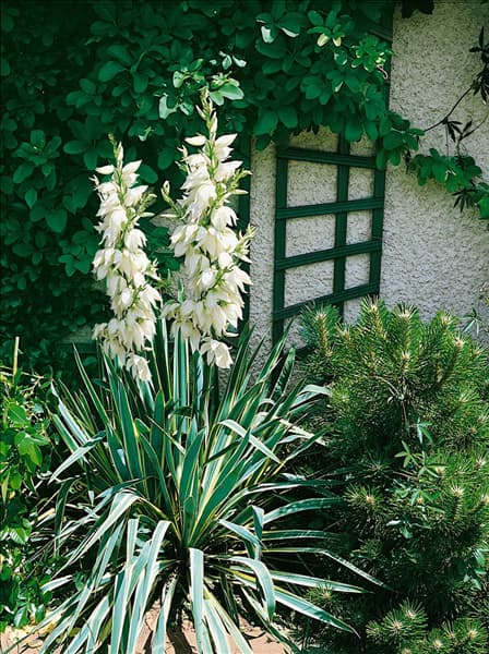 Yucca filamentosa Bright Edge