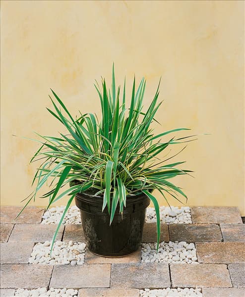 Yucca filamentosa Bright Edge