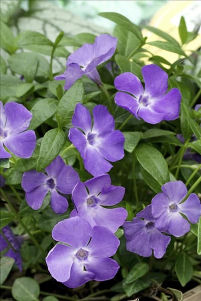 Vinca minor Bowles