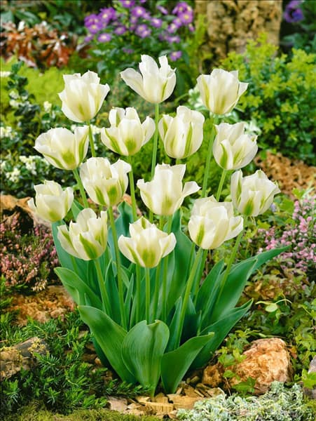 Tulipa viridiflora Spring Green