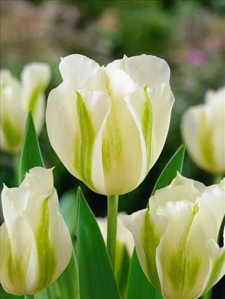 Tulipa viridiflora Spring Green
