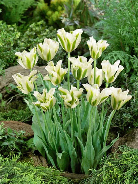 Tulipa viridiflora Spring Green