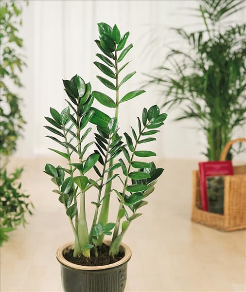 Zamioculcas zamiifolia