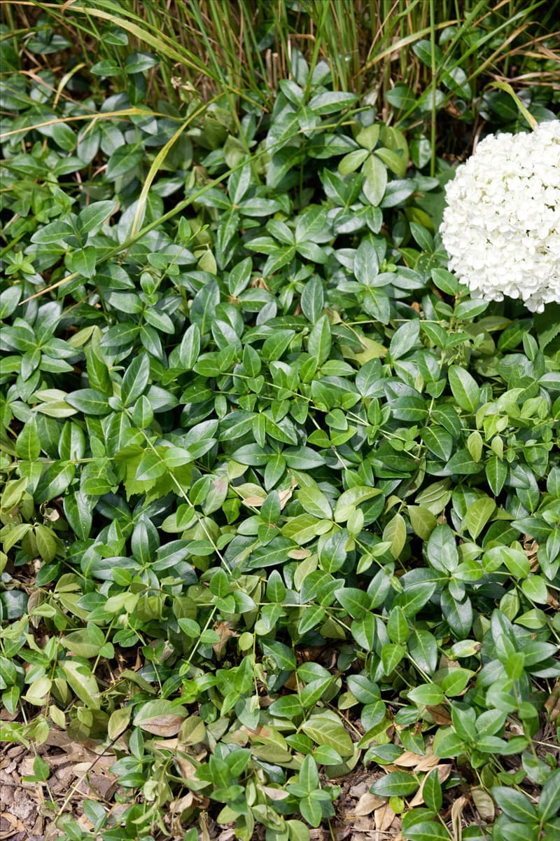 Vinca minor Emily Joy