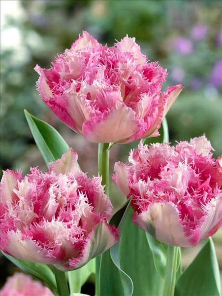 Tulipa Crispa Cool Crystal