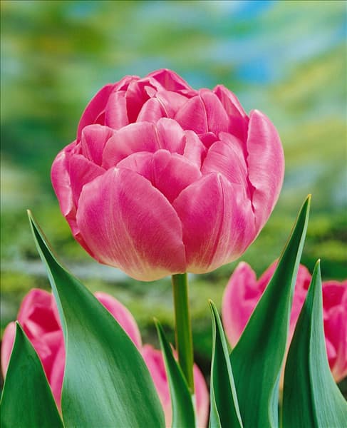 Tulipa - Double Late Upstar