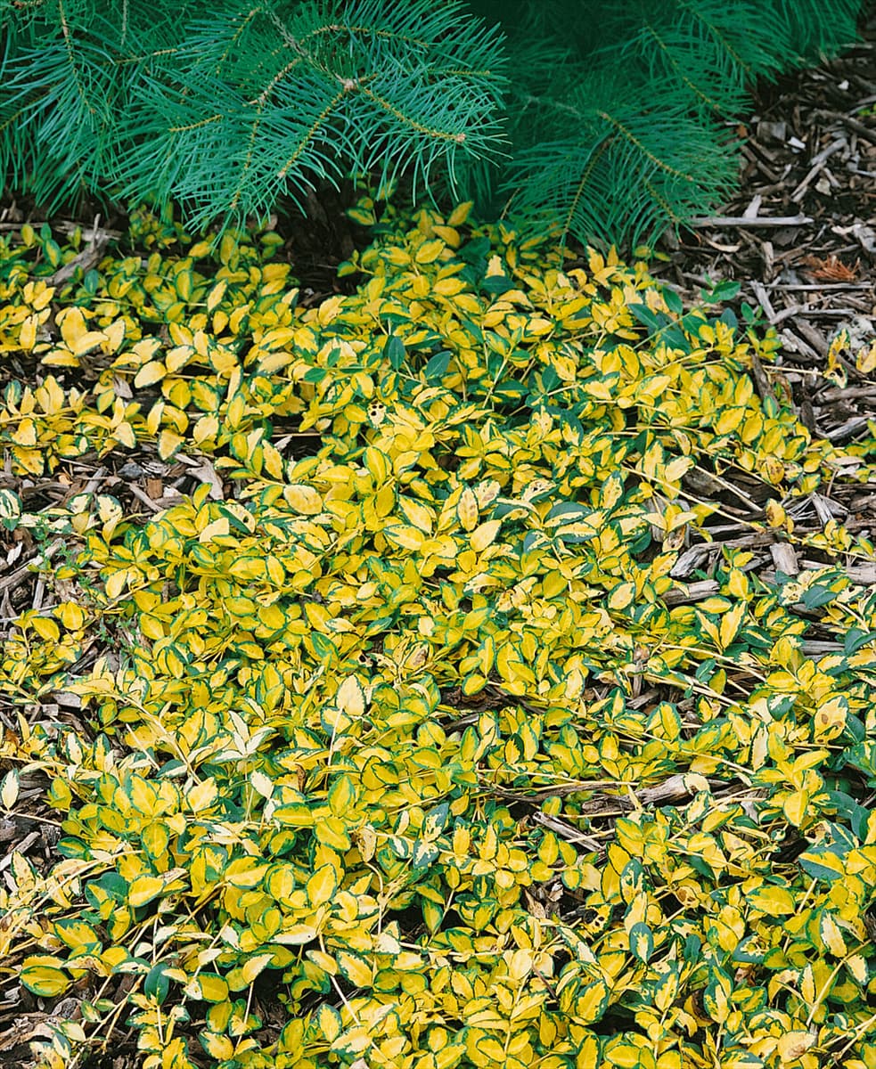 Vinca minor Illumination