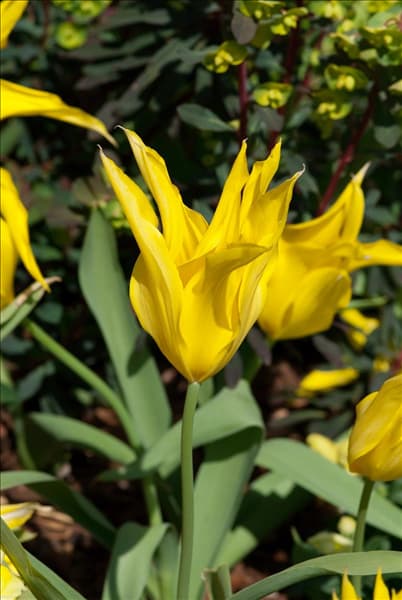 Tulipa Lily Flowered West Point