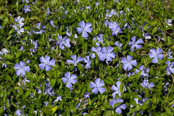 Vinca minor Josefine