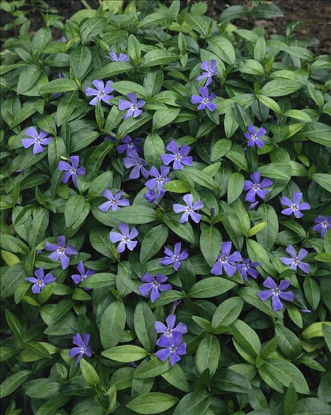 VINCA MINOR