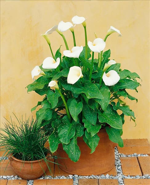 Zantedeschia aethiopica Speeded
