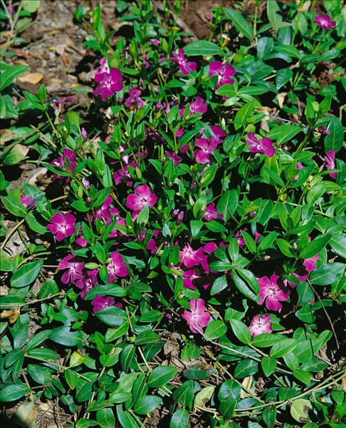 VINCA minor