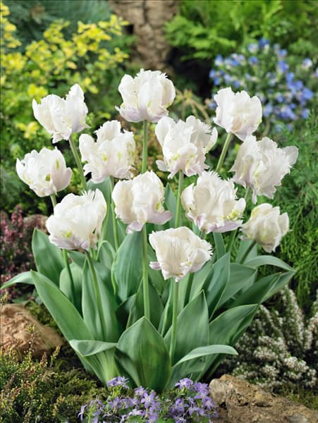 Tulipa Parrot White Lizard