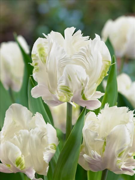 Tulipa Parrot White Lizard