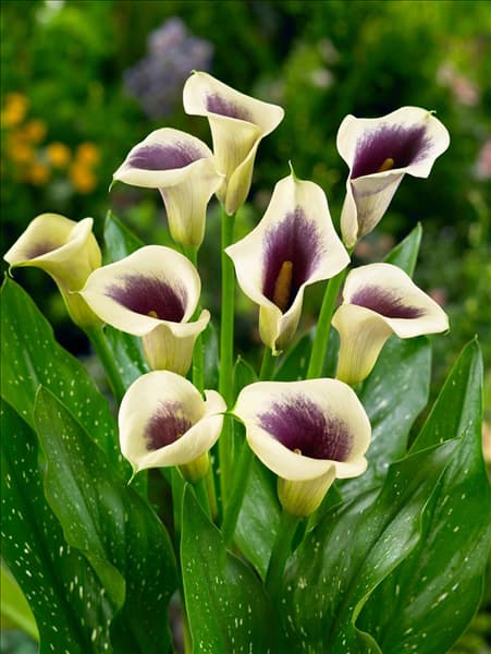 Zantedeschia Picasso (R)