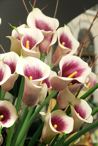 Zantedeschia Picasso