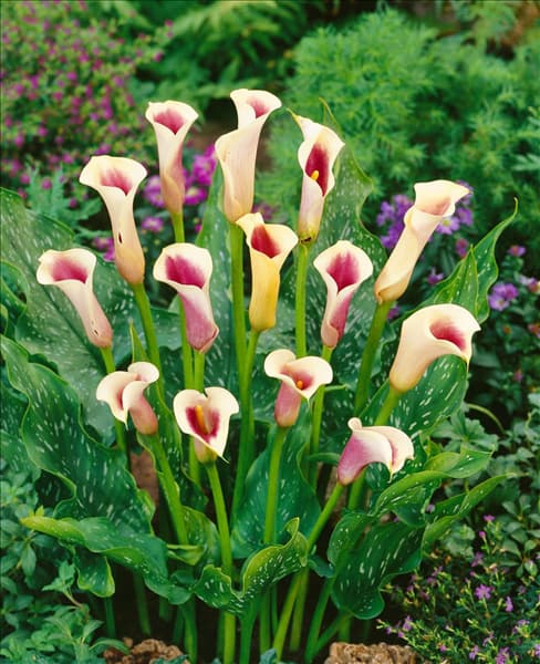 Zantedeschia Picasso