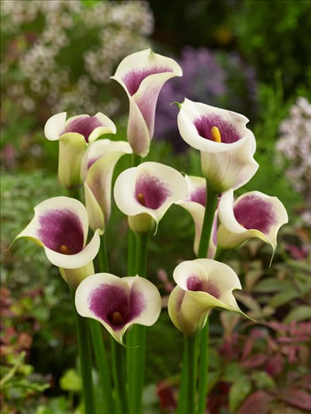 Zantedeschia Picasso