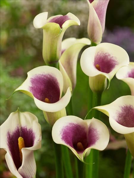 Zantedeschia Picasso