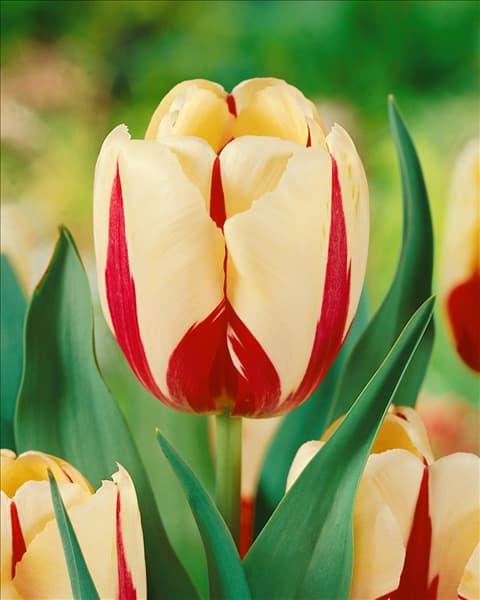 Tulipa Single Late World Expression