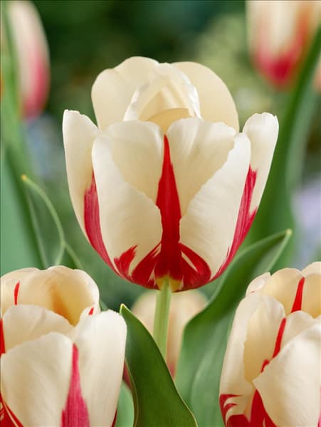 Tulipa Single Late World Expression