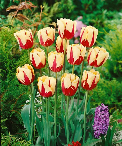 Tulipa Single Late World Expression