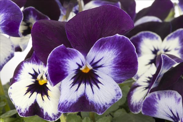 Viola cornuta