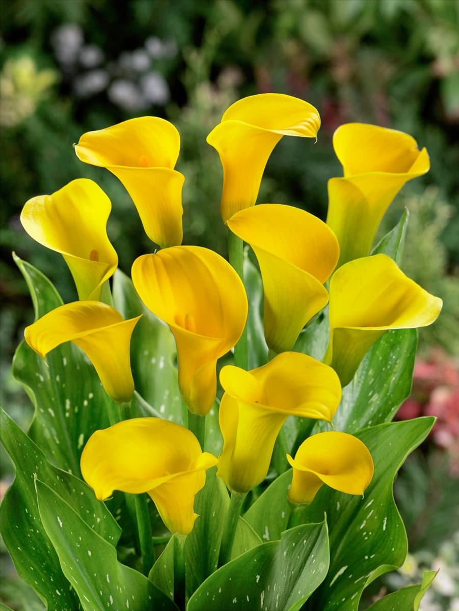Zantedeschia Sunshine (R) NL