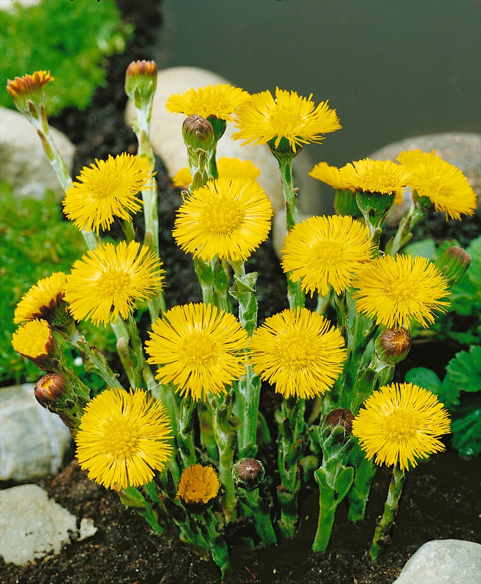 Tussilago farfara
