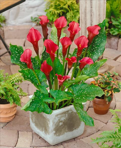 Zantedeschia Galaxy im Topf