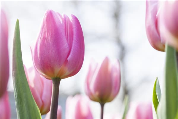 Tulipa 'Aafke'