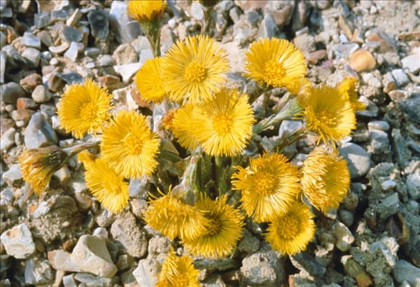 Tussilago farfara