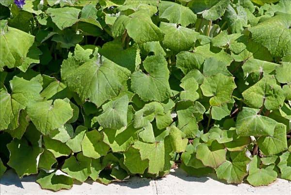 Tussilago farfara