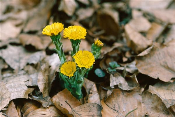 Tussilago farfara