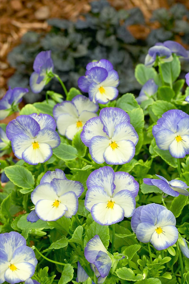 Viola cornuta Blue Moon