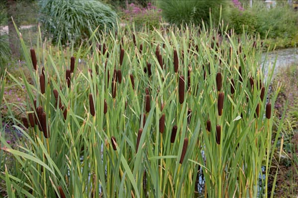 Typha minima