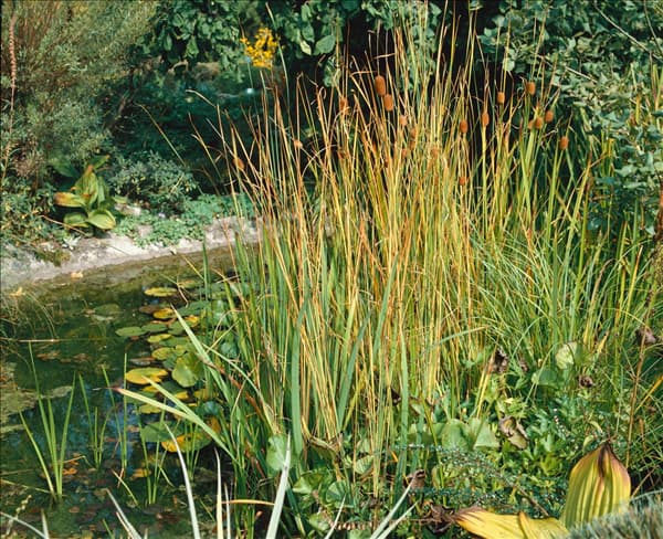 Typha minima