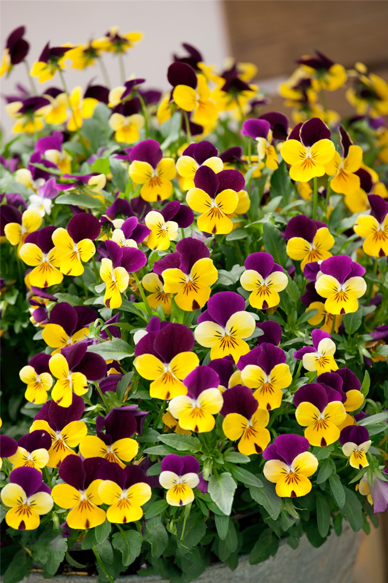 Viola Popsicles Purple Yellow