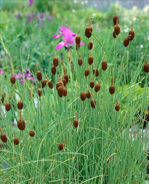 Typha minima