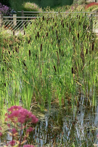 Typha minima