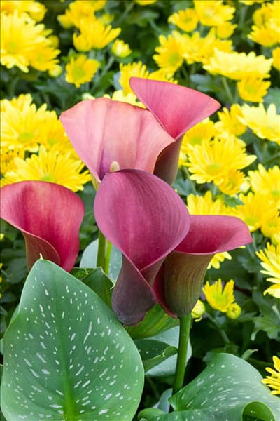 Zantedeschia Purple Sensation