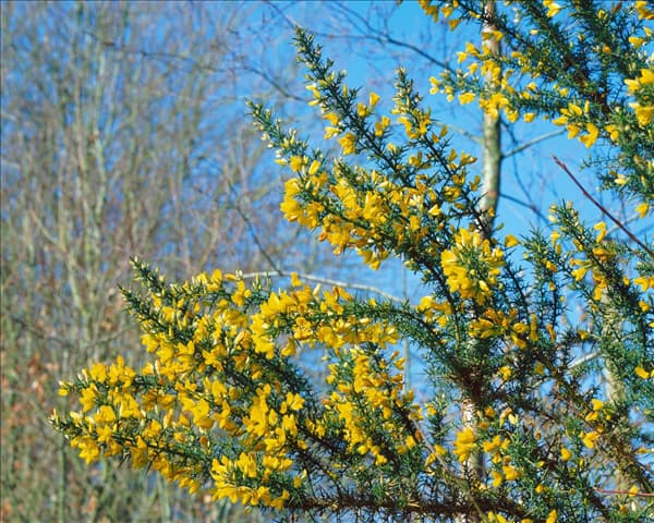 Ulex europaeus
