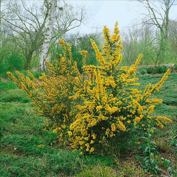 ULEX EUROPAEUS
