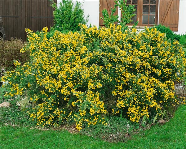 Ulex europaeus