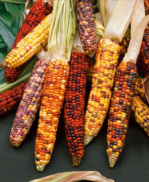Zea mays var. japonica