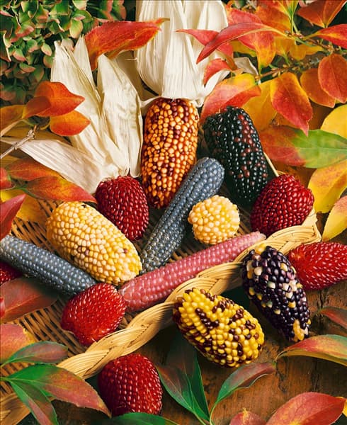 Zea mays in verschiedenen Farben