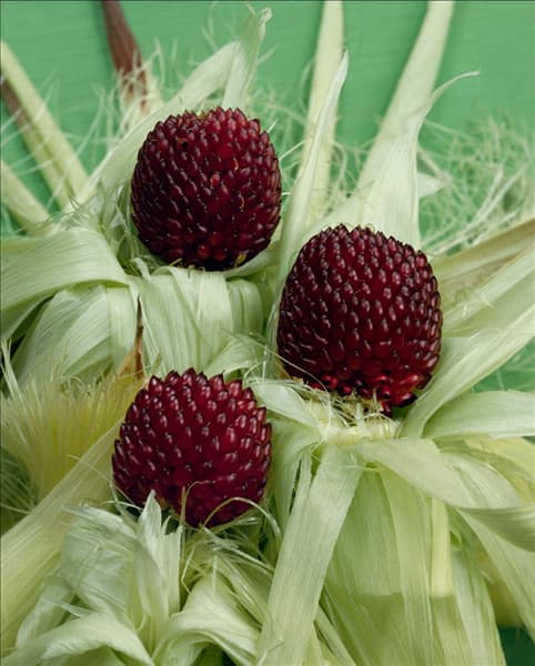 ZEA MAYS GRACILLIMA